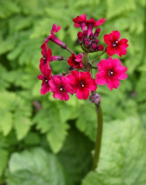 Primula japonica