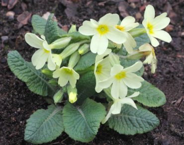 Primula vulgaris