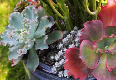 Sedum 'Cape Blanco' grows perfectly with other succulents in a pot.