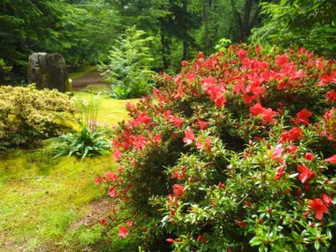 Rhododendrons