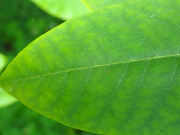 Green veins with yellow space in between due to poor uptake of iron