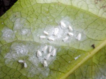 Whiteflies on the underside of a leaf