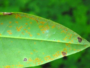 Orange spores of a rust fungus