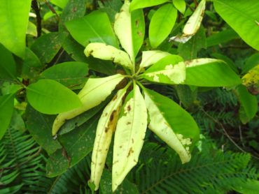 White leaves caused by Exobasidium on rhododendron