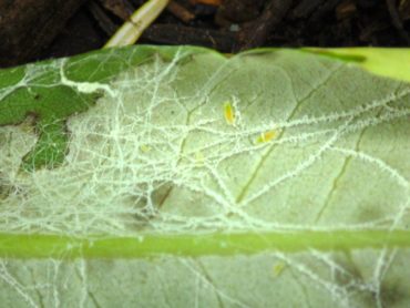 “Webbing” on the underside of a leaf infected with Exobasidium