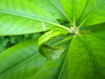 Leaf distortion caused by aphid feeding on young rhododendron shoots
