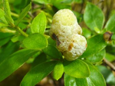 On azaleas, Exobasidium causes a gall (swollen leaf) instead of white leaves.