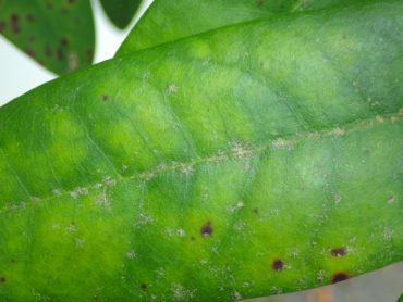 Upperside of a rhododendron leaf with the “powderless” form of powdery mildew