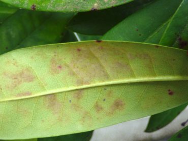 Underside of a rhododendron leaf with the “powderless” form of powdery mildew. Note the purple blotches.