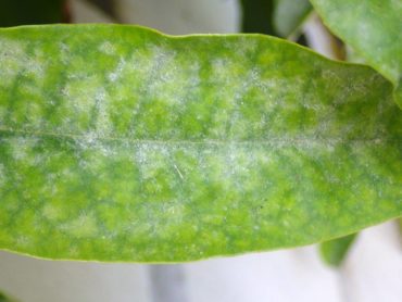 The white powder of powdery mildew on the upperside of a leaf