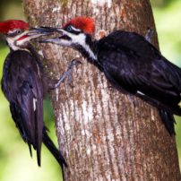 An adult male pileated woodpecker feeds peanut butter suet to a juvenile male.