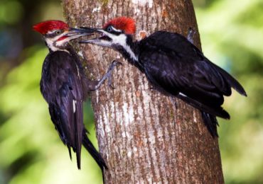 An adult male pileated woodpecker feeds peanut butter suet to a juvenile male.