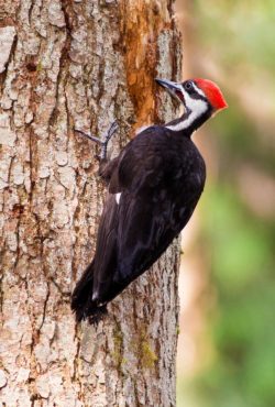 A juvenile male pileated woodpecker practices its wood-pecking skills on a snag.