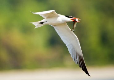 A Caspian tern with a fish after a successful dive
