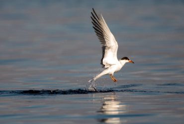 A common tern rises from the water after an unsuccessful dive.