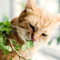 Cat Eating Houseplant