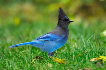 A Steller's jay in a backyard looking for a snack