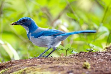 A California scrub-jay feasting on insects