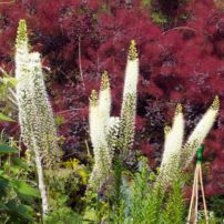 Foxtail lilies (Eremurus) are stunning in front of a smoke bush (Cotinus).