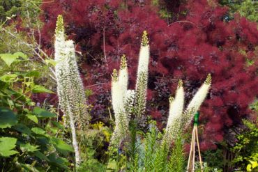 Foxtail lilies (Eremurus) are stunning in front of a smoke bush (Cotinus).