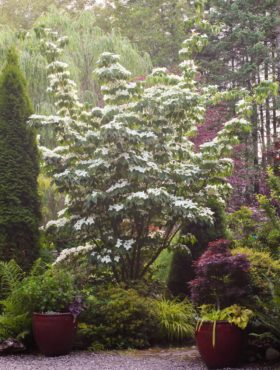 Cornus ‘Milky Way’ greets visitors as they take the path to the house.