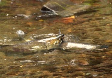 Chum salmon checking out the scene at Kitsap Salmon Tours (Photo by Cisco Valez)