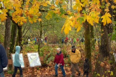 Eventgoers searching for salmon in the stream (Photo by Cisco Valez)