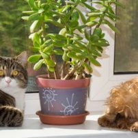 pets and plants