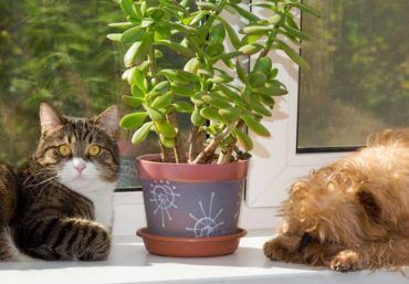 pets and plants