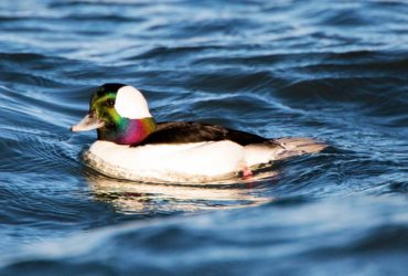  A male bufflehead shows his array of colors on a sunny day.