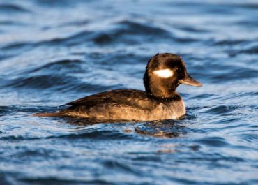  A female bufflehead on the surface in between foraging dives