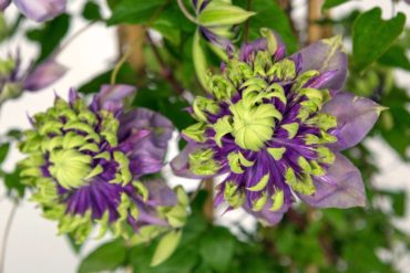 The exotic, passion-flower-like Clematis florida 'Taiga' is a masterpiece in Clematis breeding. (Photo courtesy T&L)