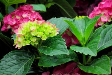 This fantastic little shrub fits into small spaces, but the flowers are as large as any other mophead hydrangea. (Photo courtesy Debbie Teashon)