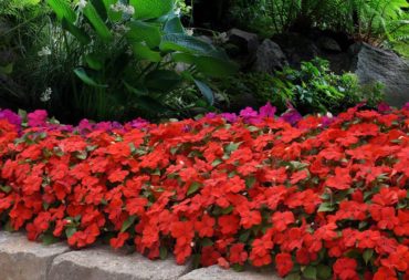 Impatiens walleriana Beacon select (often called busy Lizzy) is making a comeback. (Photo courtesy PanAmerican Seed)