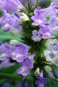 The large blue flowers make this catmint a showstopper, while the scented foliage attracts beneficial insects to the garden. (Photo courtesy Debbie Teashon)