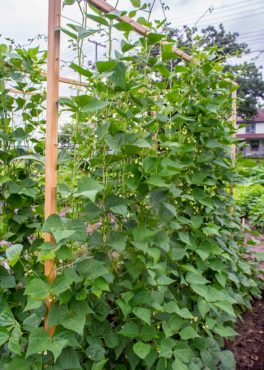 Grow pole beans, like the Seychelles, up a trellis to get the most out of your available space and make harvesting easier. (Photo courtesy All-America Selections)
