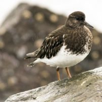 A black turnstone surveying its surroundings on a rainy day