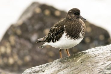 A black turnstone surveying its surroundings on a rainy day