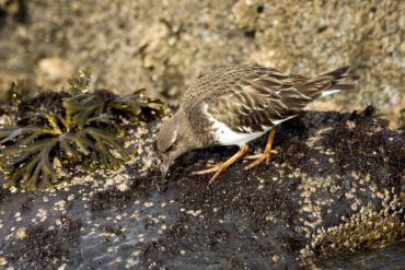 A black turnstone blending in with the rocks while foraging