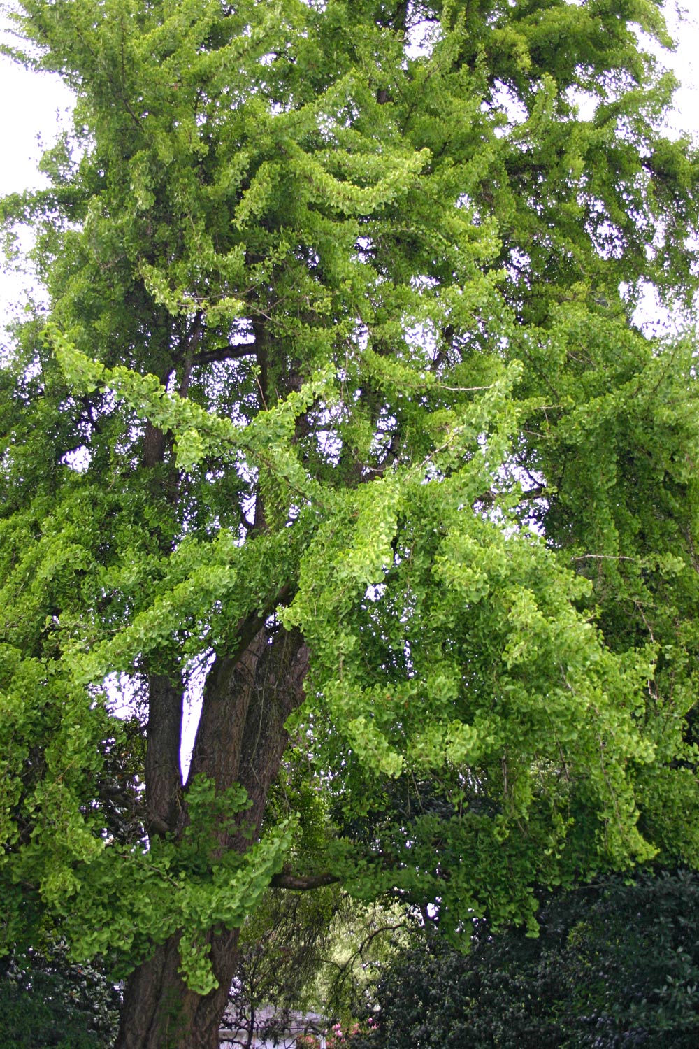 Ginkgo biloba - Ginkgo, Maidenhair Tree, Sacred Tree, Live Fossil