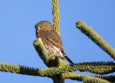 A northern pygmy-owl contemplates its next move after being discovered by a flock of angry chickadees.