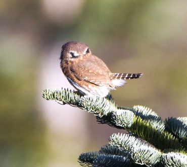 A northern pygmy-owl shows the "false eyes" on the back of its head, which trick predators into thinking that they are being watched.