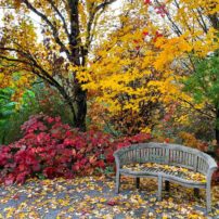 Bellevue Botanical Garden in autumn