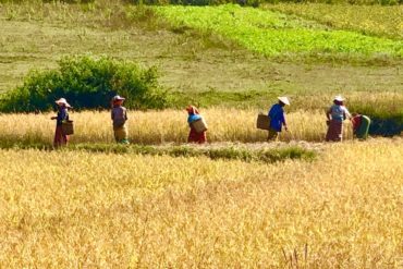 Harvesting rice outside of Kalaw