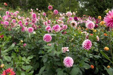 Papa Paul's Dahlia Farm