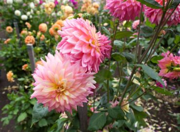 Papa Paul's Dahlia Farm