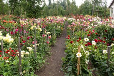 Papa Paul's Dahlia Farm