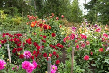 Papa Paul's Dahlia Farm