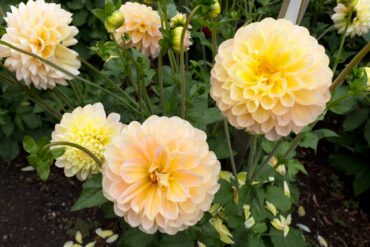 Papa Paul's Dahlia Farm