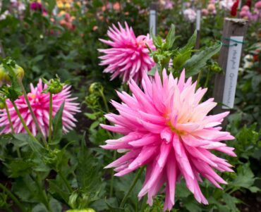 Papa Paul's Dahlia Farm